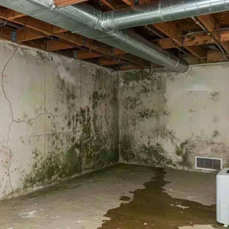 Professional Mold Removal in Jasper County, MO